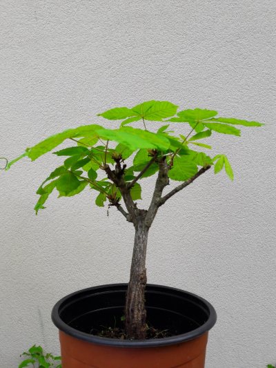 Shohin Marronnier