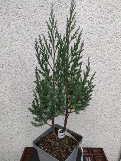 Genévrier de Chine "Stricta"