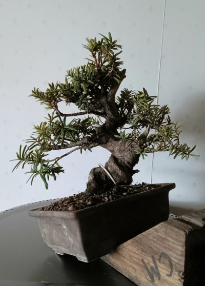 Taxus shohin