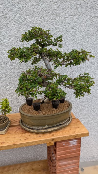 Chinesische Ulme (groß)