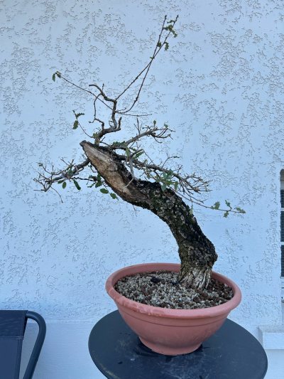 Chêne du Portugal