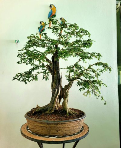 SPINOSA 01