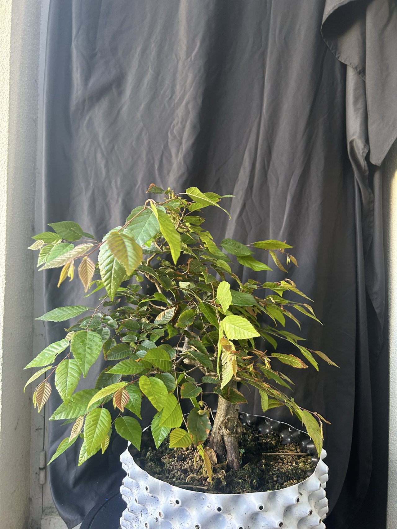 Photo 19