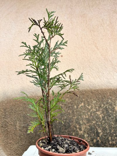 Thuya Occidentalis
