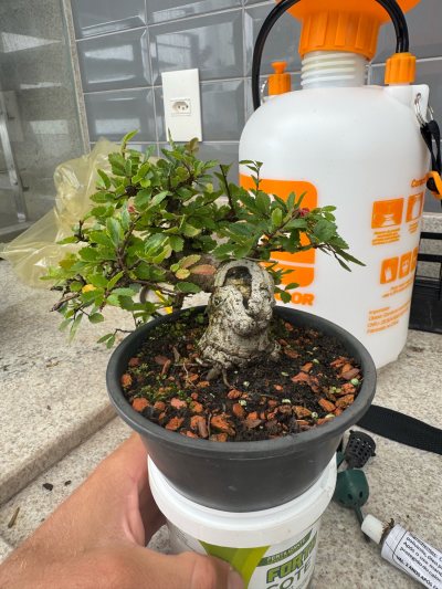 Ulmus de cascata