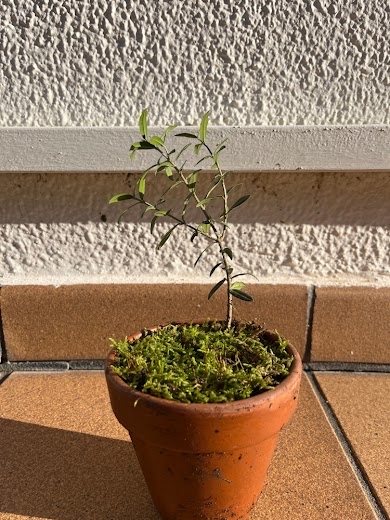 Olivo 1