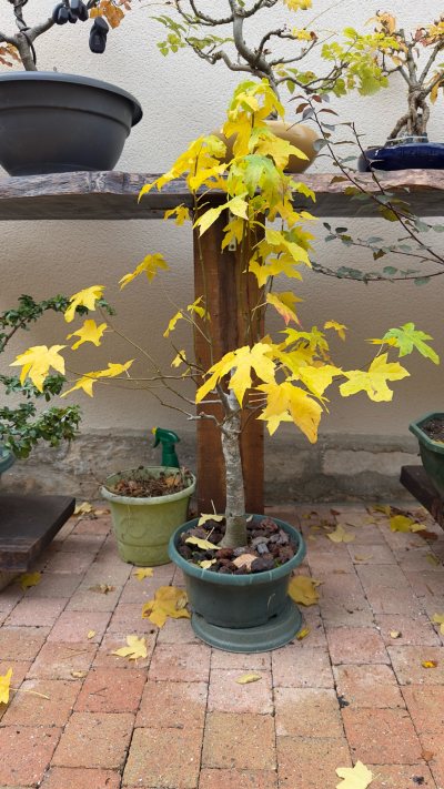 Liquidambar styraciflua