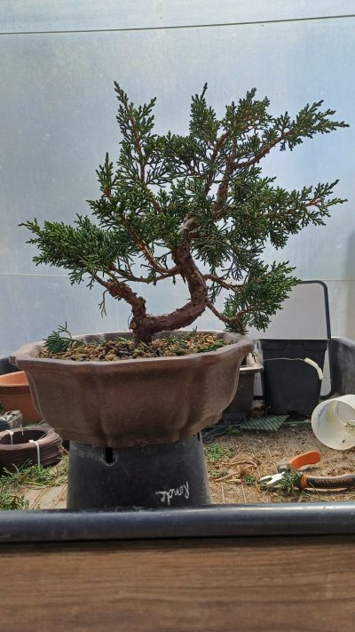 Juniperus achat BCB