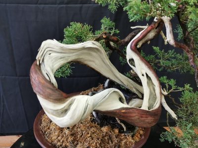 Juniperus itoigawa yamadori
