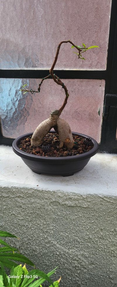 Ficus
