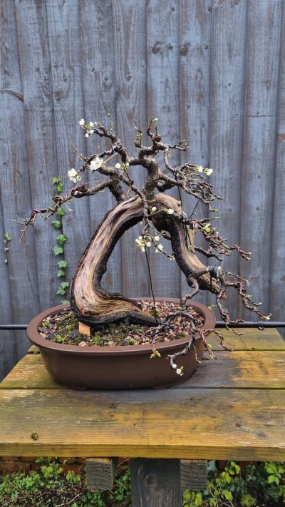 Blackthorn MJ