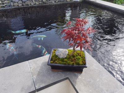 Acer palmatum
