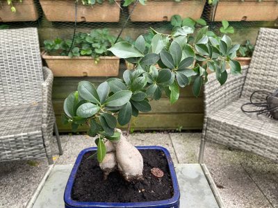 Ficus ikea