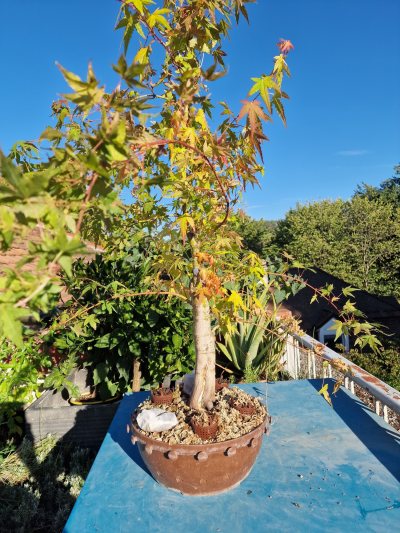 Hollow trunk palmatum