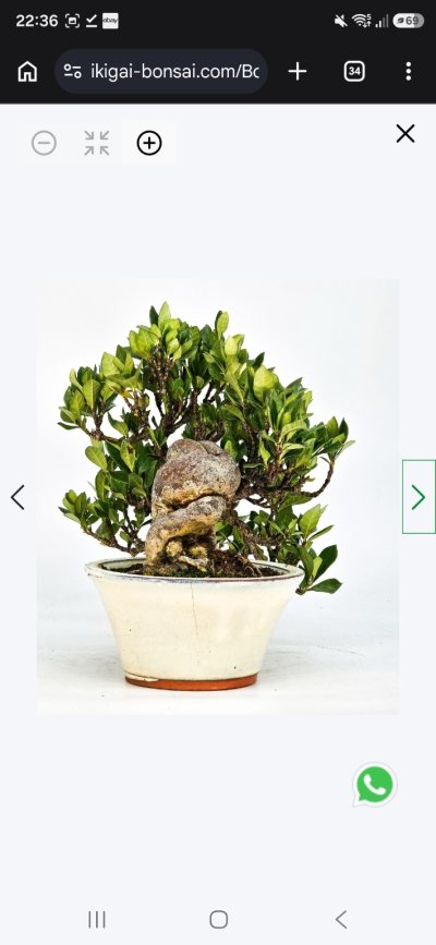 Gardenia