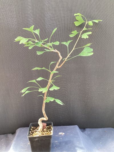 Ginkgo tordu