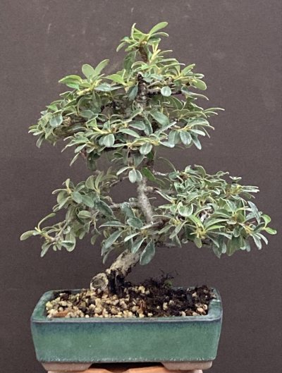 Shohin cotoneaster