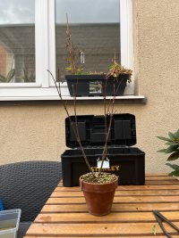 Beschneiden und Drahten - 31.10.25 - Photo 1/3