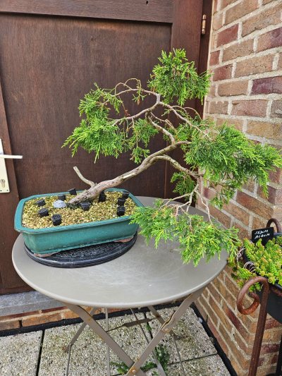 Juniperus Pfitzerania