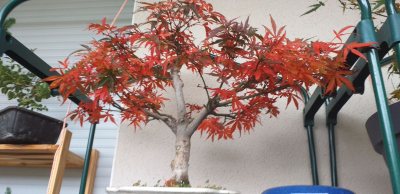L arbre en pot