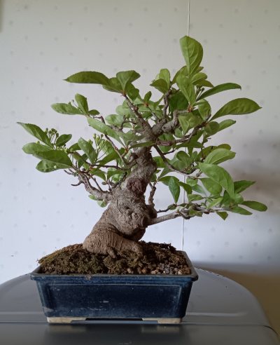 Pourthiaea