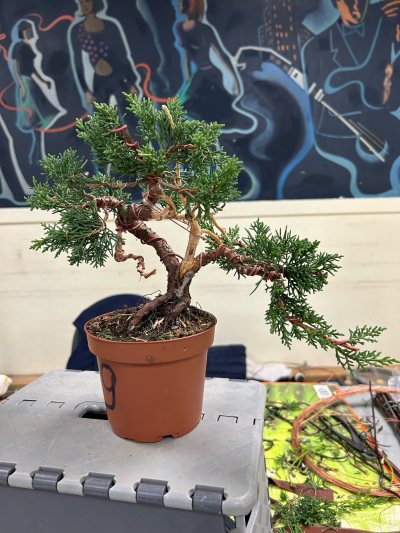 Juniperus Kyushu