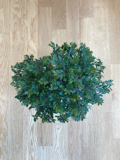 Ollmo Parviflora