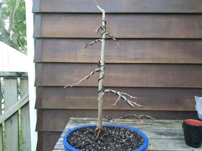 Chinese Golden Larch 002