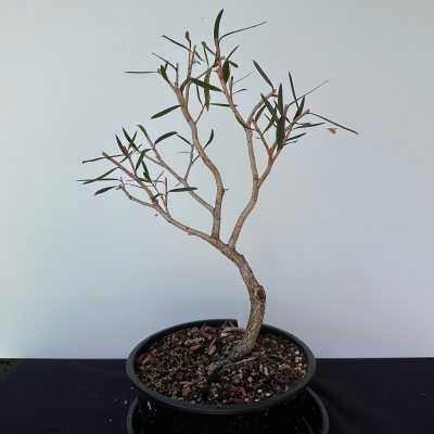Callistamon sp.
