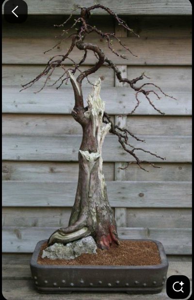 7 modrzewii yamadori