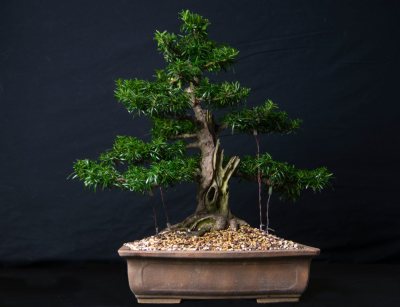 Taxus
