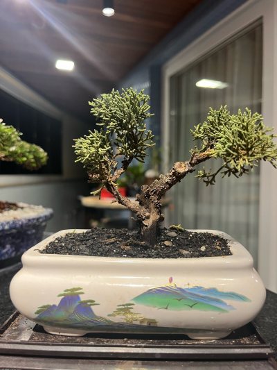 Tuia pré bonsai