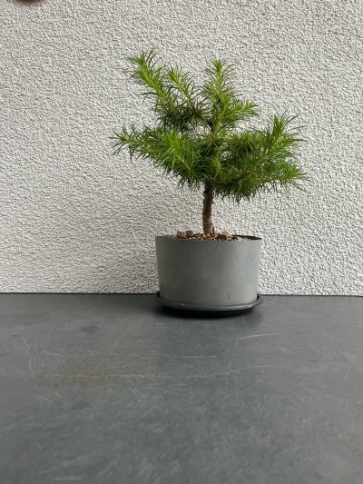 Larix