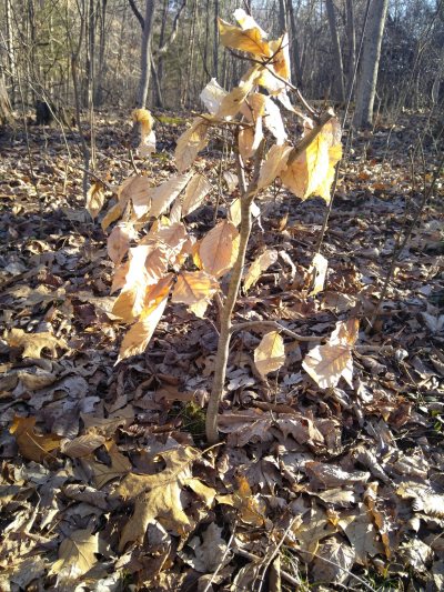 Beech