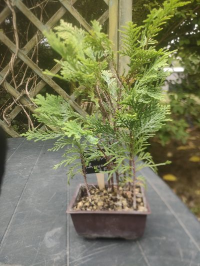 Forêt Thuyas