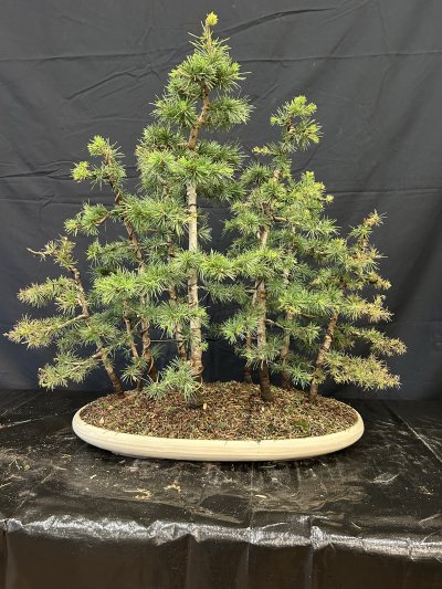 Cèdre forêt
