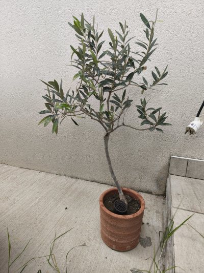 Olive