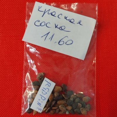 Сосна красная китайская семена