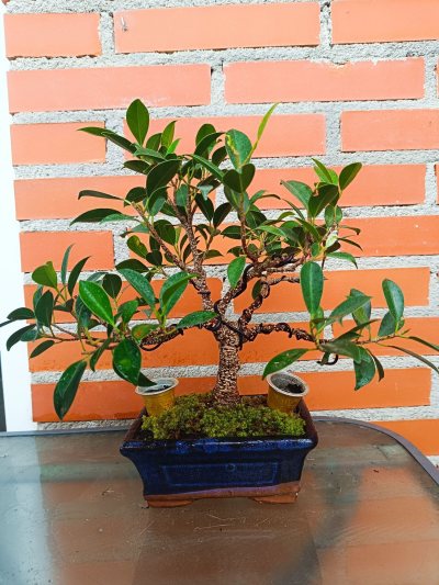 Ficus retusa
