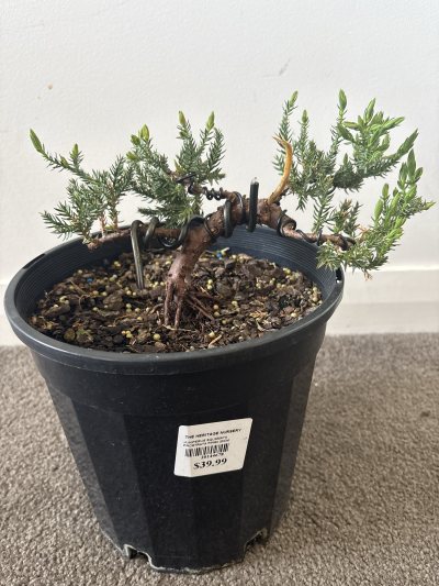 Sambath Juniper #1
