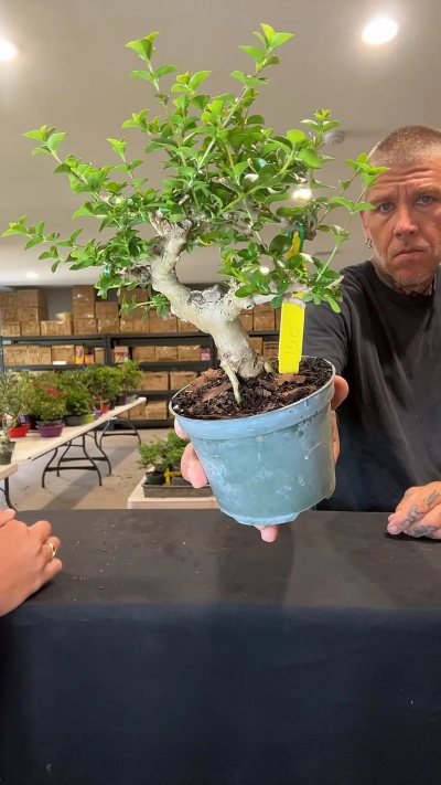 Taiwanese premna