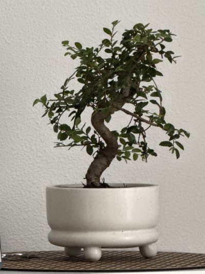 Bonsaï