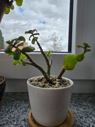Crassula ovata 'undulata'