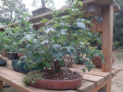 Foret érables champêtres