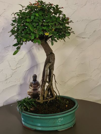 Orme de Chine