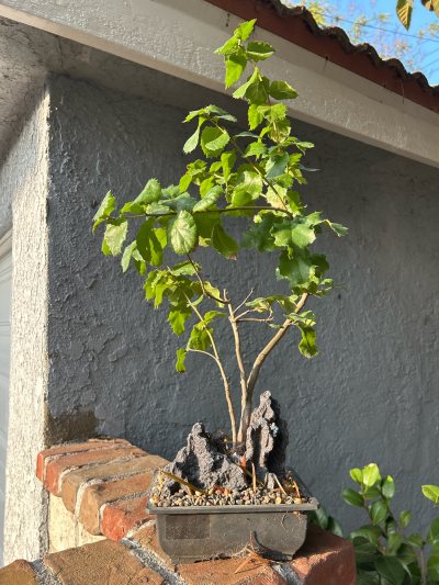 Cork oak #1