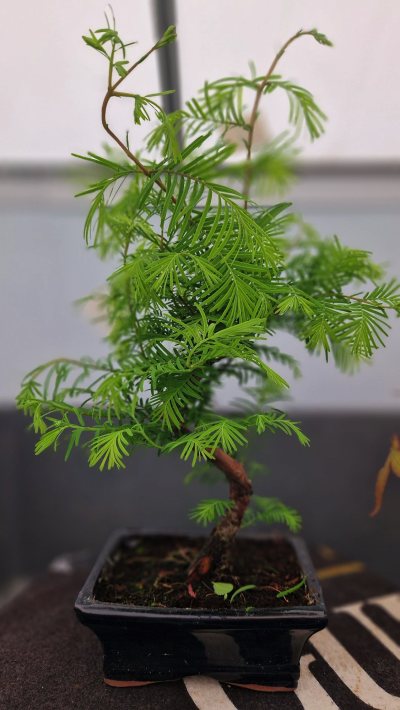 Metasequoia