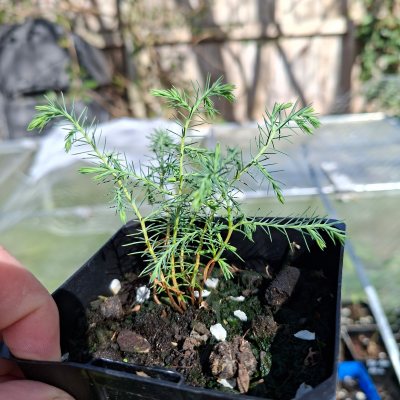 Himalayan Cypress 4