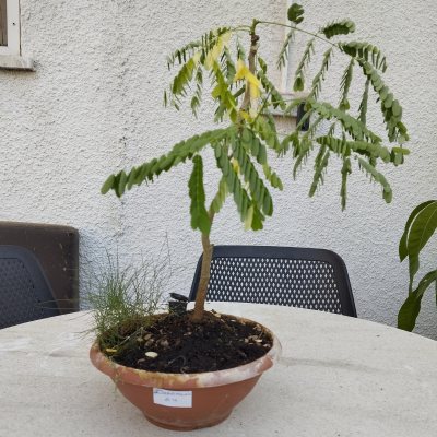 Делоникс королевский 🌳 ДКо04