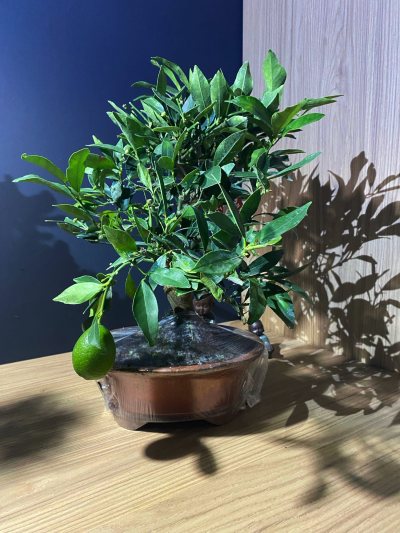Citrus Limequat